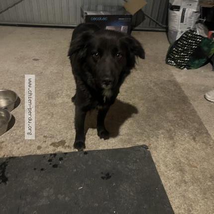 Photo de chien trouvé à Bram