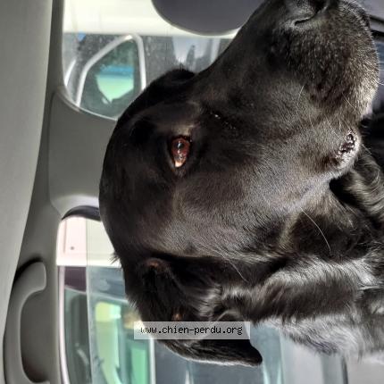 Photo de chien perdu à Trevoux