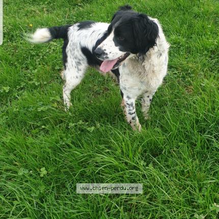 Photo 1/1 Chien retrouvé Perdu à Pont l abbe