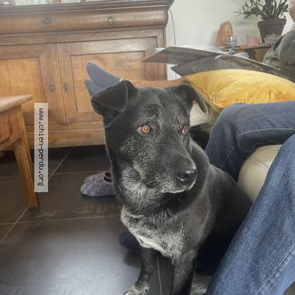 Photo 1/1 Chien retrouvé Perdu à Viviers les lavaur