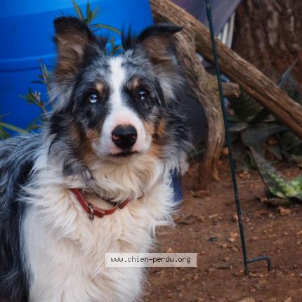 Photo de chien perdu à 34213 Poussan