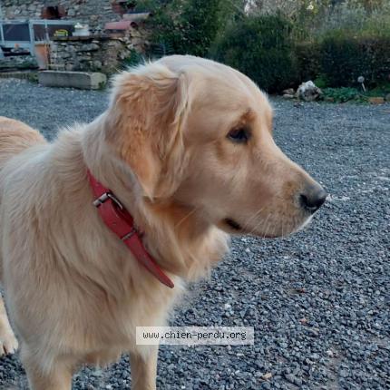 Photo 1/1 Chien retrouvé Perdu à Labessiere candeil