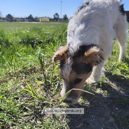 Photo 1/1 Chien retrouvé Trouvé à Rousson