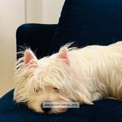 Photo 1/1 Chien retrouvé Perdu à Montgeron