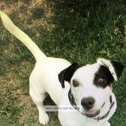 Photo de chien perdu à St Julien De Concelles