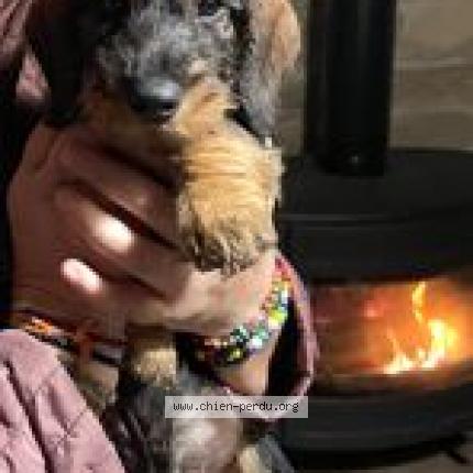 Photo de chien perdu à Vanclans