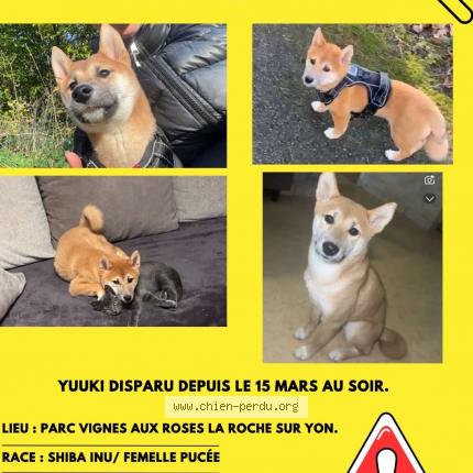 Photo de chien perdu à La Roche Sur Yon