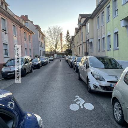 Photo 1/1 Chien retrouvé Trouvé à Schiltigheim