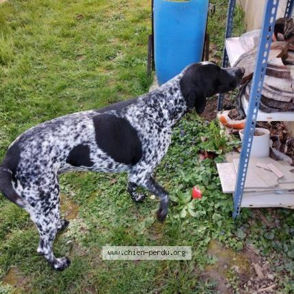 Photo 1/1 Chien retrouvé Trouvé à Saint laurent de mure