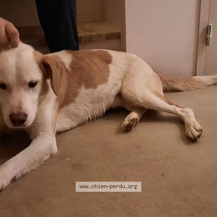 Photo 1/1 Chien retrouvé Trouvé à Saint pierre d entremont