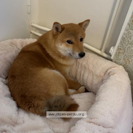 Photo 1/1 Chien retrouvé Perdu à Annonay