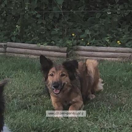 Photo de chien perdu à Saint Germer De Fly