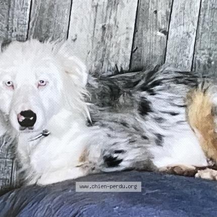 Photo de chien perdu à Draguignan