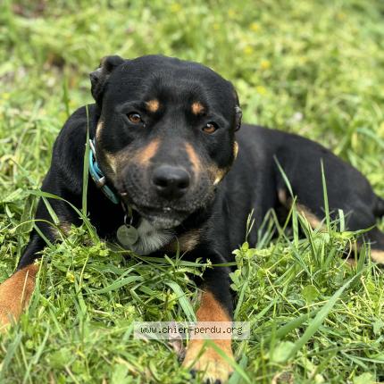 Photo 1/1 Chien retrouvé Perdu à Coudoux