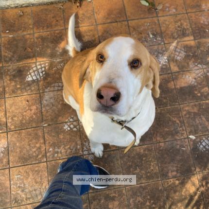 Photo de chien perdu à Venasque