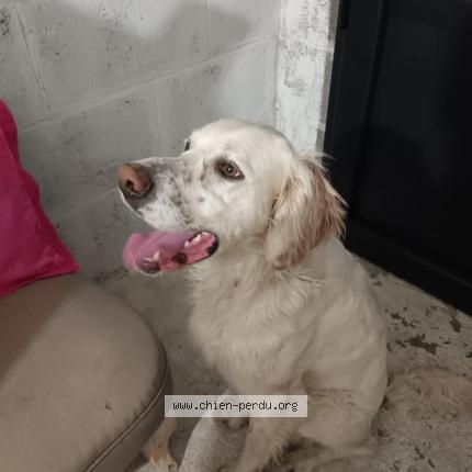 Photo de chien trouvé à Agneaux