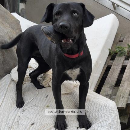 Photo 1/1 Chien retrouvé Perdu à Guereins