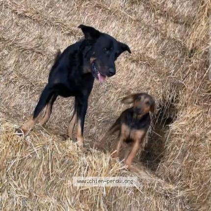 Photo de chien perdu à Plats