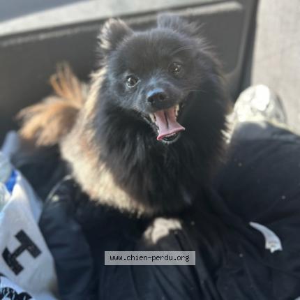 Photo 1/1 Lila Chien perdu à Longtemps pont sur orge