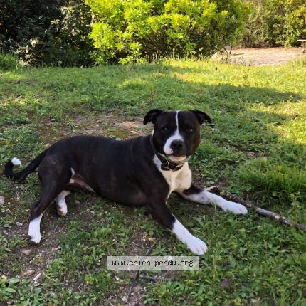 Photo de chien perdu à Servian