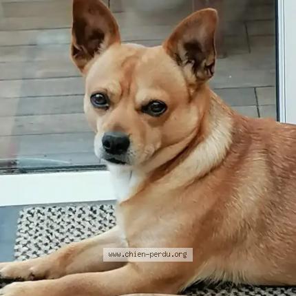 Photo 1/1 Chien retrouvé Perdu à Montgeron