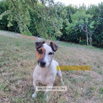 Photo de chien perdu à La Chapelle Saint Mesmin