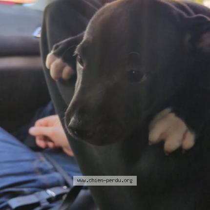 Photo de chien perdu à Toulouse