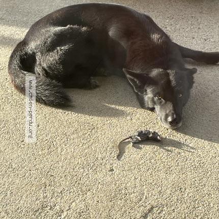 Photo de chien perdu à Mimbaste