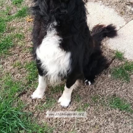 Photo 1/1 Chien retrouvé Perdu à Saint gervasy