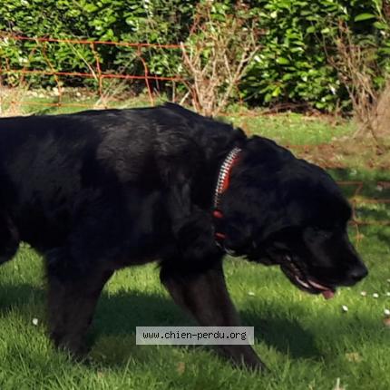 Photo de chien perdu à Iffendic