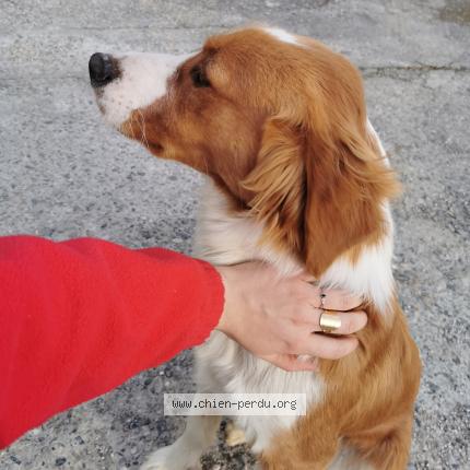 Photo 1/1 Chien retrouvé Trouvé à Bressols