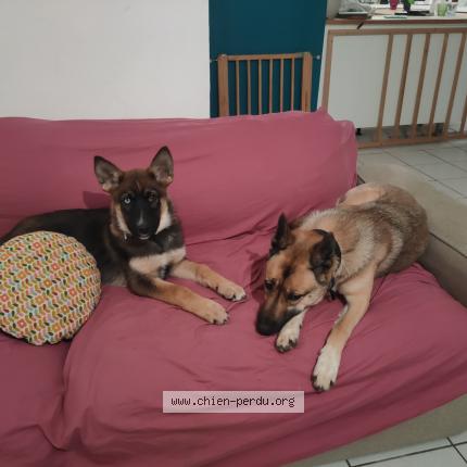 Photo 1/1 Chien retrouvé Perdu à Saint lyphard