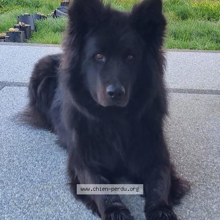 Photo 1/1 Chien retrouvé Perdu à Montrevel en bresse