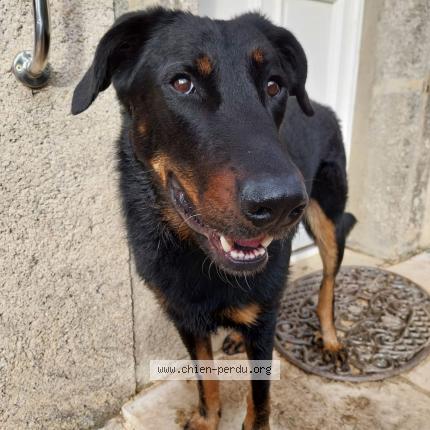 Photo 1/1 Chien retrouvé Perdu à Bouisset