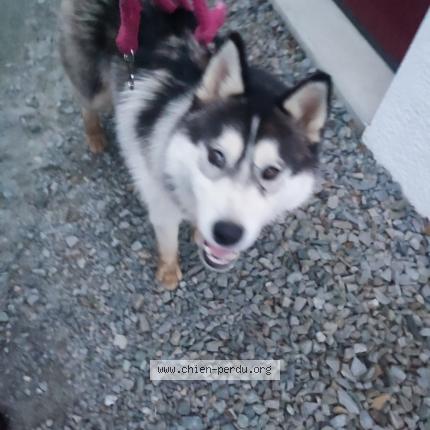 Photo de chien trouvé à Malville