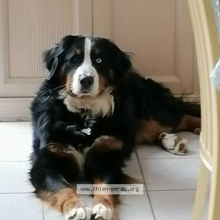 Photo 1/1 Chien retrouvé Perdu à Marchaux