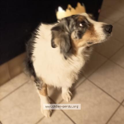 Photo de chien perdu à Gonfaron