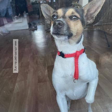 Photo 1/1 Chien retrouvé Perdu à Sainte eulalie