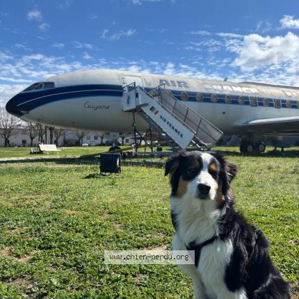 Photo de chien perdu à Regusse