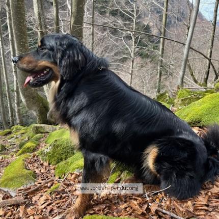 Photo de chien perdu à Grisolles