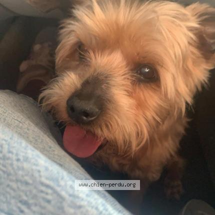 Photo de chien perdu à Marzan