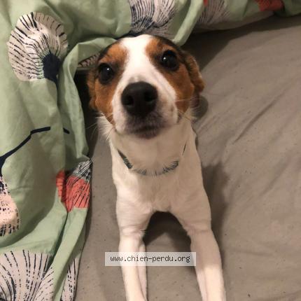 Photo 1/1 Chien retrouvé Perdu à Draguignan