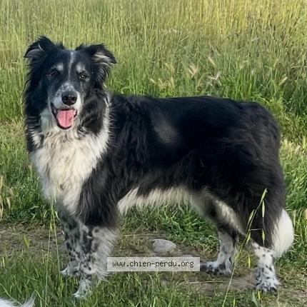 Photo de chien perdu à Tournefeuille