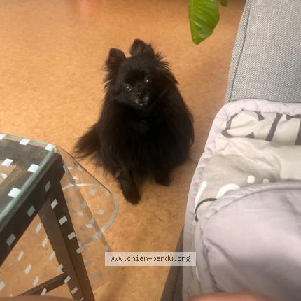 Photo de chien perdu à Clichy Sous Bois