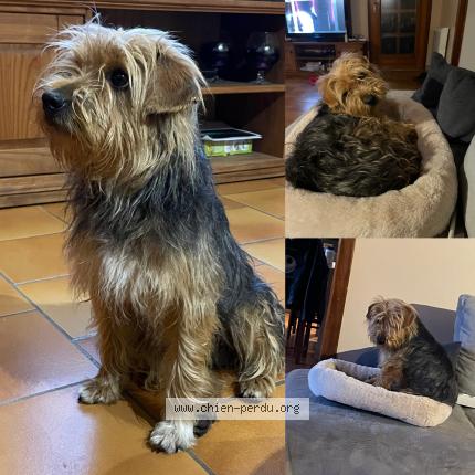 Photo 1/1 Chien retrouvé Trouvé à Saumur