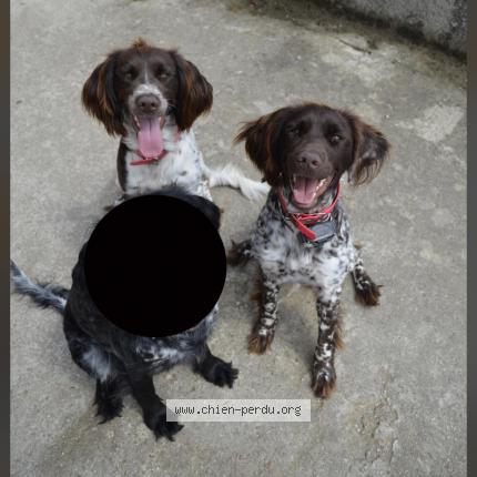 Photo 1/1 Chien retrouvé Perdu à Chaussy