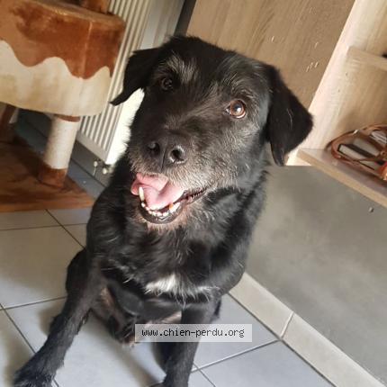 Photo 1/1 Chien retrouvé Perdu à Mallemort