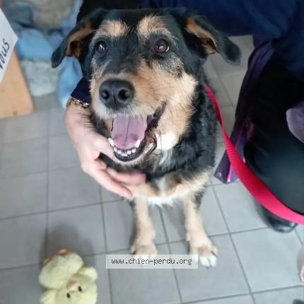 Photo 1/1 Chien retrouvé Perdu à St martin d heres