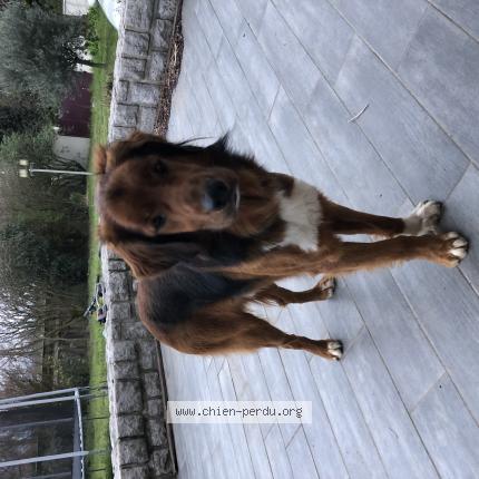 Photo de chien perdu à Pont De L Isere