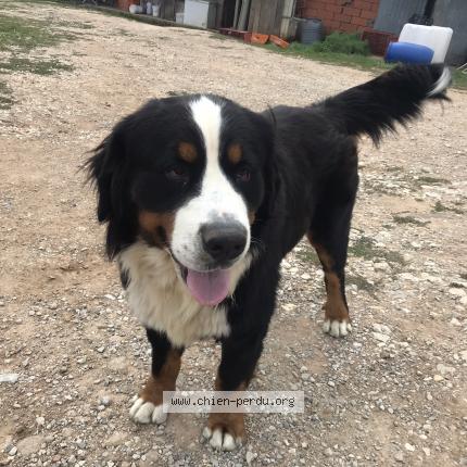 Photo 1/1 Chien retrouvé Perdu à Turenne